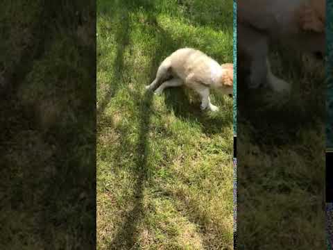 Butters F1 Bordoodle Boy -