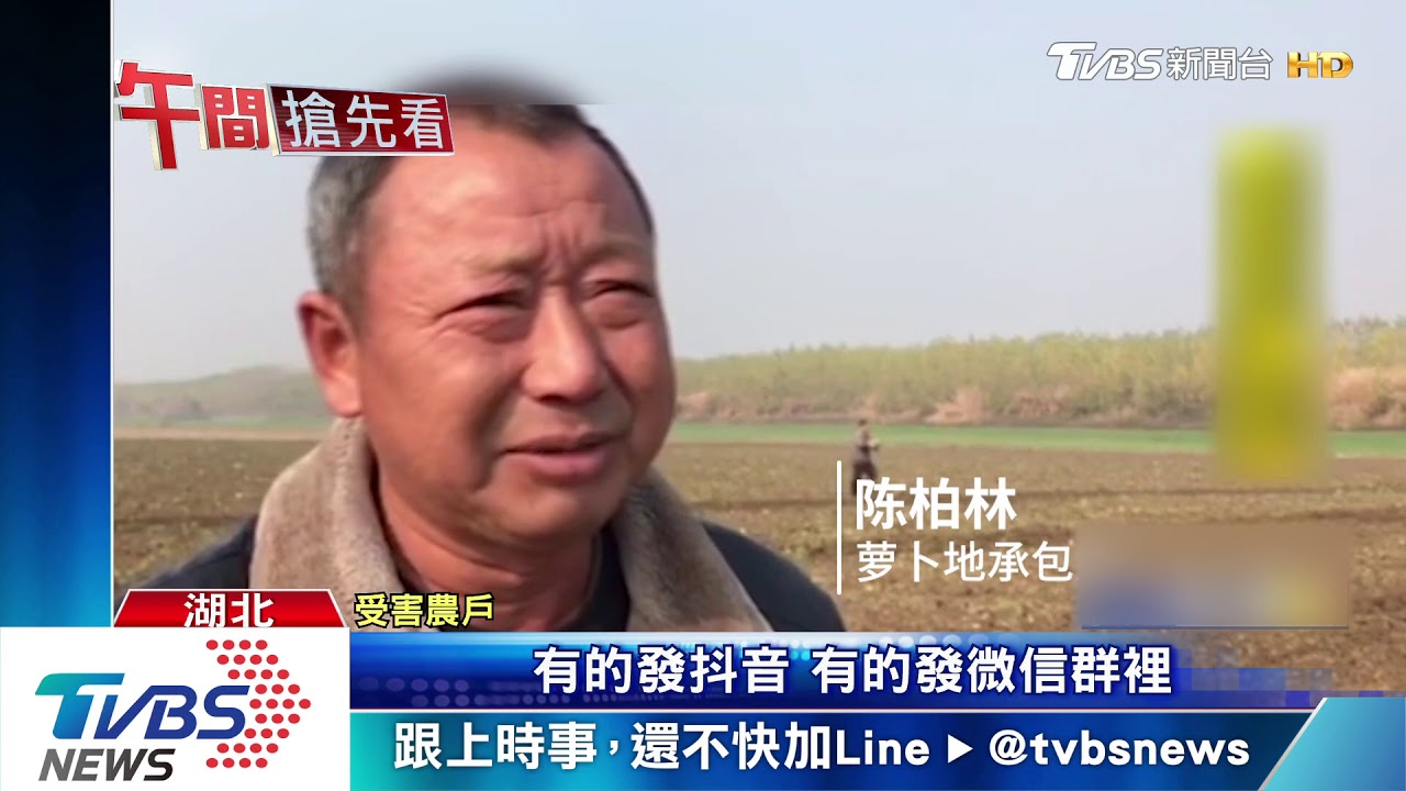 謠言害人！陸網傳蘿蔔免費拔　農慘賠百萬