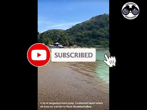 2023 Sargassum - St Kitts - Cockleshell Bay Beach
