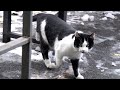 Tuxedo Cat And His Family In Bad Weather