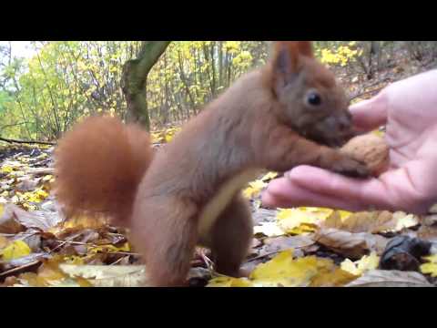 Hamburger Eichhörnchen am Hafenrand