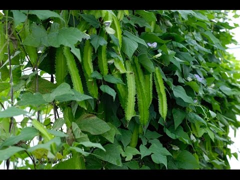 How to Grow Winged Bean
