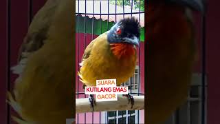 Download lagu Suara Pikat Kutilang Emas mp3 Download lagu Suara Pikat Kutilang Emas mp3