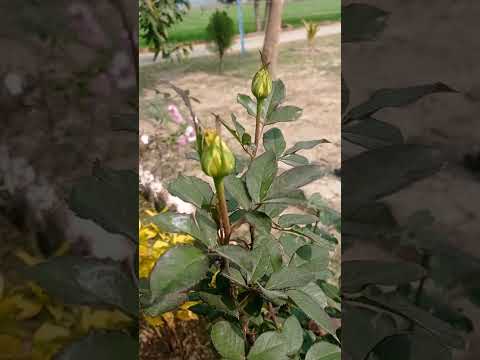 yellow rose buds #short #garden Asheesh garden