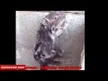 Intelligent Rat 2018 Intellgent Mouse 2018 Whatsapp Status 2018