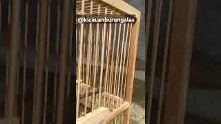 Download lagu Jemur baby prenjak tamu #kicaumania #prenjakatas #prenjaktamu #ciblek #kicaumanianusantara #burung mp3 Download lagu Jemur baby prenjak tamu #kicaumania #prenjakatas #prenjaktamu #ciblek #kicaumanianusantara #burung mp3