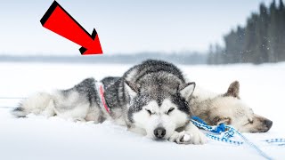 Por esta Razón estos Perros soportan el Frio Extremo