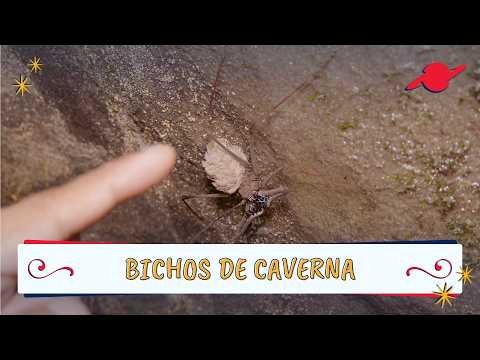 Animais que vivem em cavernas #parte3