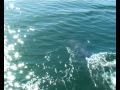 Dolphin Football - dolphins toss jellyfish sky high ...