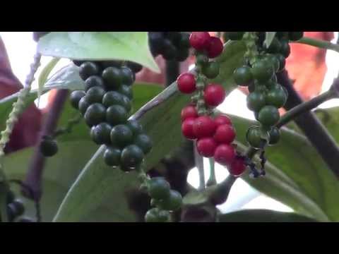 image-How long does it take to harvest black pepper?