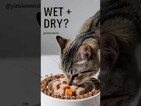Dry Cat Food: How to Mix with Wet Food #cats #kittenfood #yellowmimish @AllAboutCatsYT