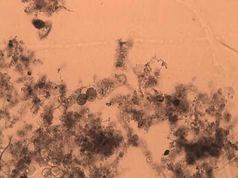 A Tardigrade is Born!