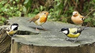 Download lagu TV For Cats : The Ultimate Cat TV Video : ONE HOUR mp3