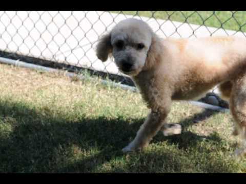 Nina Mae, an adopted Poodle in Houston, TX_image-1