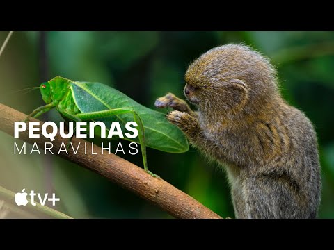 Trailer de Pequenas Maravilhas (2020)