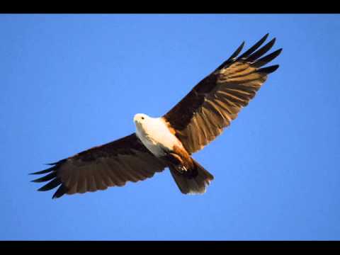 Oof Gozal - Fly Fledgling - Arik Einstein