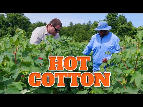 Hot Cotton