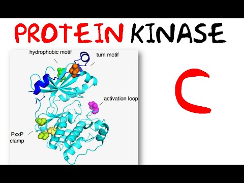 Protein kinase c pathway
