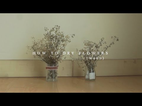asmr series — How to Dry Flowers