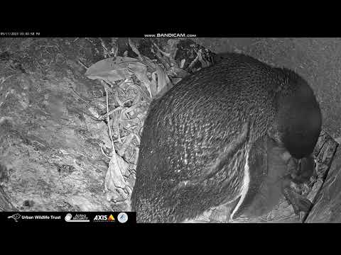 Blue Penguin Nest, Oamaru, New Zealand, 2023/11/05