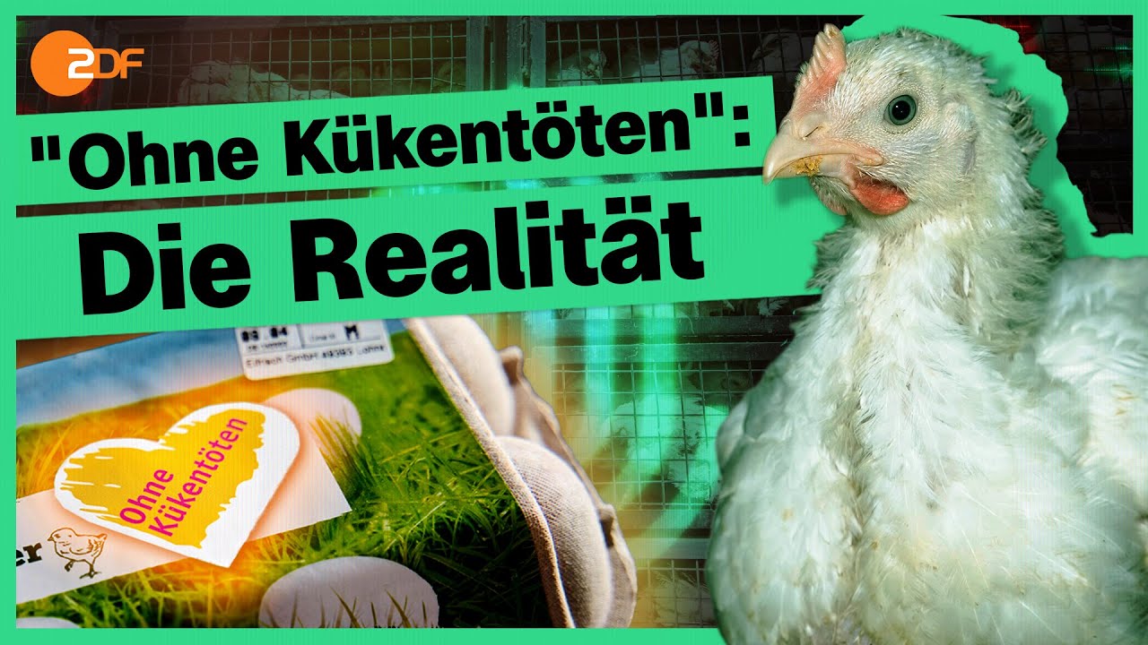 Schredder-Verbot: Was passiert jetzt mit männlichen Küken? | Die Spur