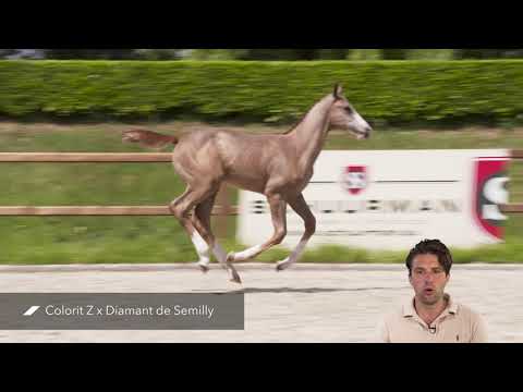 Casanova SIH (Colorit Z x Diamant de Semilly)