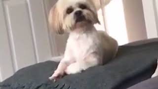 Funny dogs
