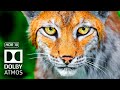 BEST HDR 8K 60fps Video Dolby Vision 8K 4K TV