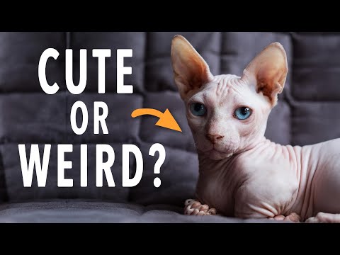 3 Strange Hairless Cat Breeds