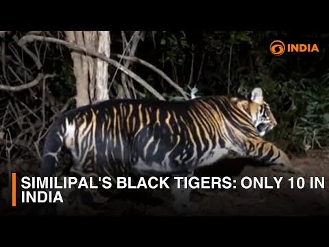 Similipal's black tigers: Only 10 in India | DD India