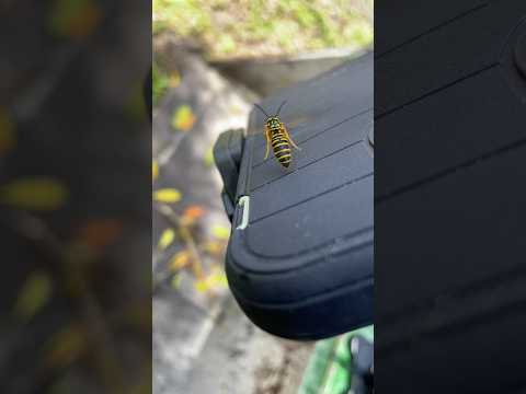 Yellow Jacket stinger gets stuck! 🐝 . . #bee #stinger #otterbox