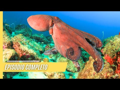 El Misterioso Mundo de los Pulpos