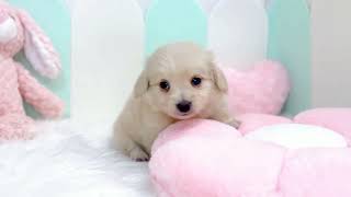 ハーフ犬の動画01
