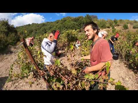 Nos vendanges chez  Maître Boussens Vigneron d'Altitude Dernacueillette Aude (4K)