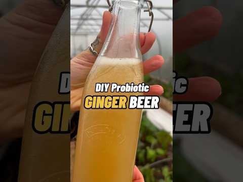 DIY Fermented Ginger Beer using a Ginger Bug 🫚🥃 #gingerbeer  #fermentation #homemadesoda
