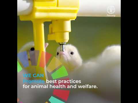 Together we can sustainably transform the livestock sector