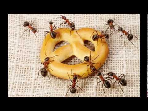 KaZetKa - Mravec -robber ant