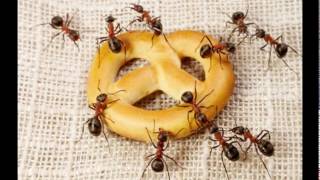 Video Mravec -robber ant