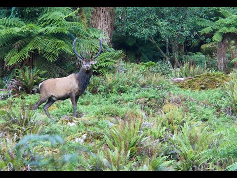 Part 4.    Wet 'n wild Fiordland. 2019 Wapiti Ballot hunt.