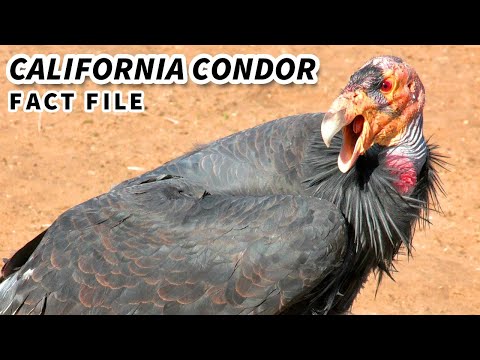 California Condor Facts: RAREST BIRD in AMERICA | Animal Fact Files