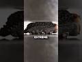 This Bug Can Survive 39 000x Its Own Weight