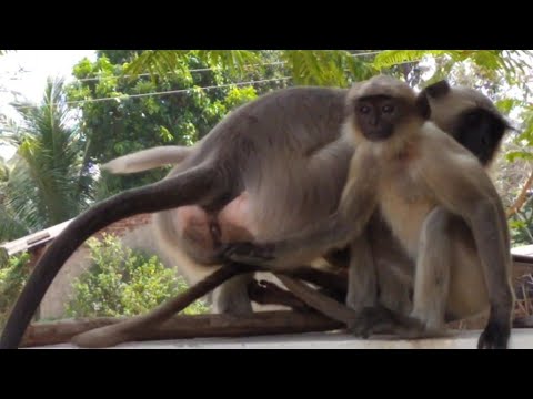 Bandar Animal Warlord vs The Outlaws posse - Monkey Warriors BBC animals