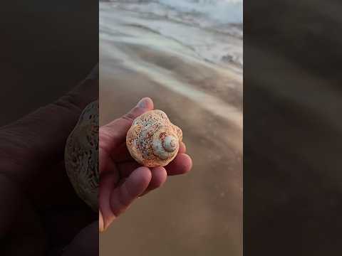 Sculpted by the Sea: Sunset Unveils a Majestic Spiral Seashell 🐚✨ #seashells #beach