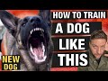 How To Train A High Energy Powerhouse Dog Without Losing Control