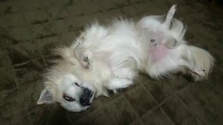 犬の寝かたが不思議