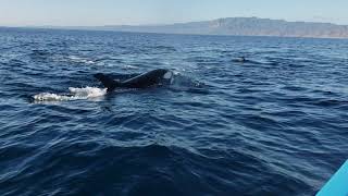 preview picture of video 'Orcas Attack in B.C.S. Mexico (HD)'