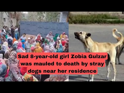 8 years old girl mauled by stray dogs in Awantipora