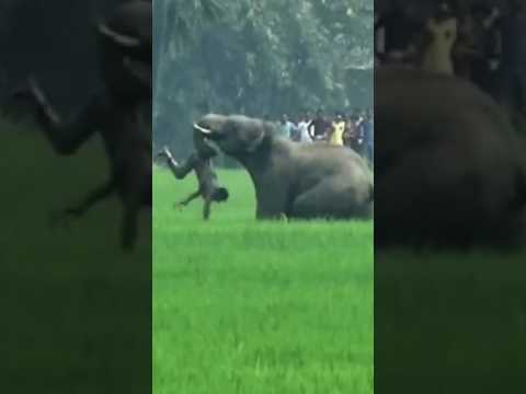 Human Elephant Conflict In Tea Garden #shorts #youtubeshorts #short #wildlife #elephant