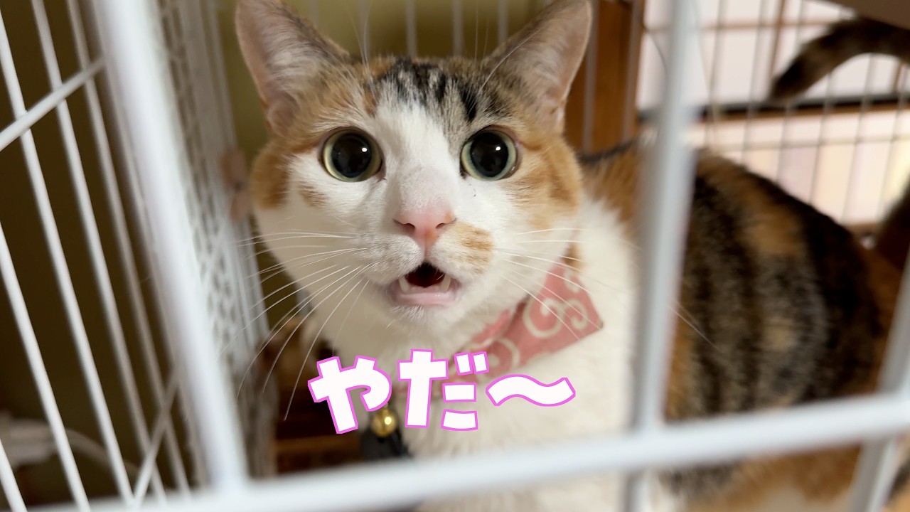 すずが食事制限をすることになったのですが・・・