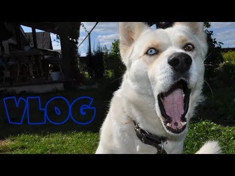 VLOG: ОН ВЁЛ СЕБЯ КАК ЖУЧКА! 21.08.19